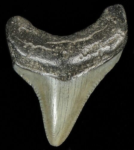 Juvenile Megalodon Tooth #69324